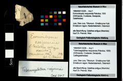 Foto (Objekt + Etikett) von Tuberosagalathea neojurensis (Patrulius, 1959)  (NHMW-GEO-1990-0041-3228)